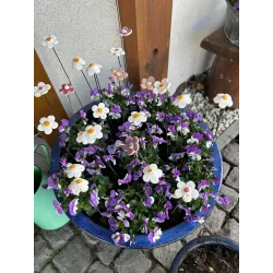 Kwiatuszki ceramiczne średnica 3-4 cm