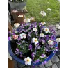 Kwiatuszki ceramiczne średnica 3-4 cm