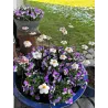 Kwiatuszki ceramiczne średnica 3-4 cm